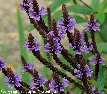 Verbena hastata, thkverbena